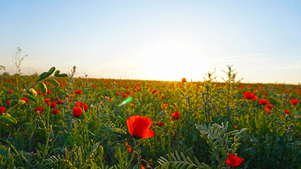 Poppy fields at sunset. Red flowers with green stems, huge fields. Bright sun rays. Closer to sunset. Large flower buds. Blue sky and white clouds. Snow-capped mountains are visible. Path.