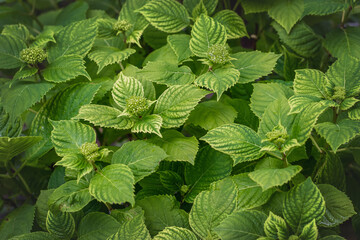 Young shoots of hydrangea (lat. Hydrangea) with green foliage and buds on a sunny day.