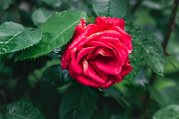 Beautiful close-up of a bright pink rose.A pink rose blooms against a background of green foliage on a sunny day in the garden. Rose flower on the background of blurred green leaves in the garden.