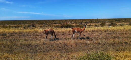 Fototapeta na wymiar the llama that calls, very cute alpaca running free through the field