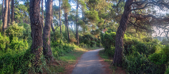 Panorama morgens auf dem Fußweg mit Sonnenlicht im Park 