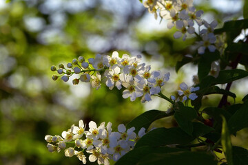 Flowering bird cherry trees. White petals of inflorescences are pierced by the rays of the sun.