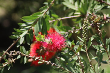 red and yellow flower