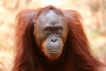 Young male Ourang Outang in Borneo