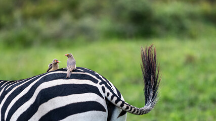Two red-billed oxpeckers sit on a zebra, whose tail goes up, and have the zebra's fur in their bill...