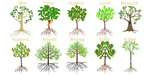  Set of trees with roots and fruits isolated on white.