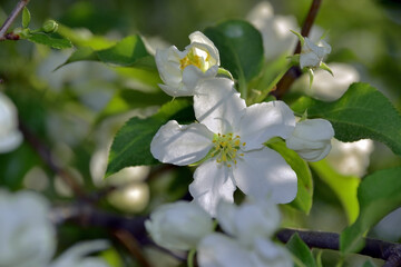 Obraz na płótnie Canvas Spring branches of a blossoming apple tree