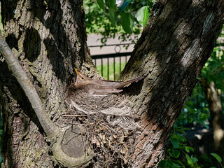 The blackbird bird sits on the eggs in the nest.