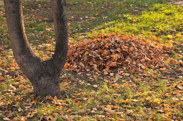 Autumn day, leaves, grass, a fragment of a tree in a city park