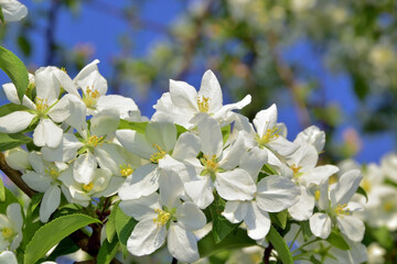 Spring branches of a blossoming apple tree
