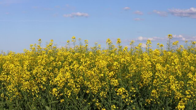 Blooming yellow rape, against a blue sky, a few clouds, flying bees and bumblebees, Organic farming 