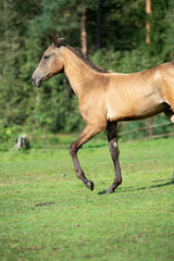 Obraz na płótnie Canvas running purebred akhalteke foal in huge grass paddock