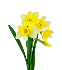 Fototapeta na wymiar Narcissus isolated on a white background
