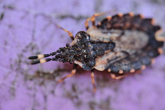 Closeup of an aradus truncatus on a rough surface with a blurry background