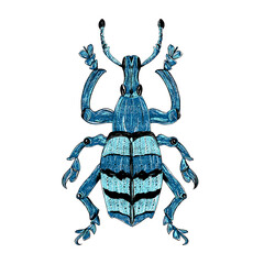 Blue beetle illustration with spots on white background