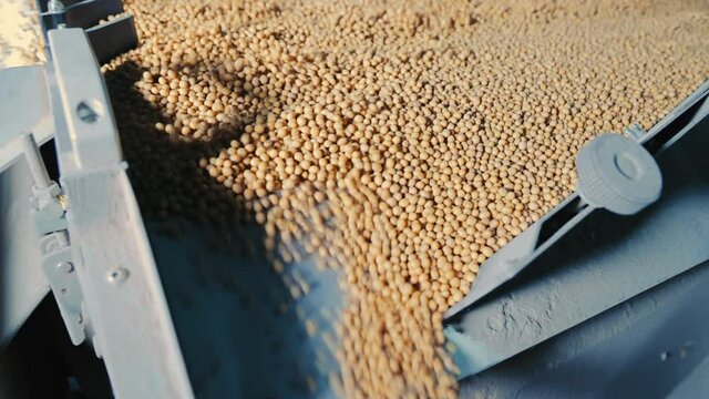 Industrial processing of soybeans. Cleaning for further storage of soybeans.