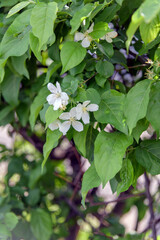 Spring white flowering trees with green leaves