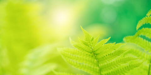 Green fern leaves in sunlight. Beautiful tropical summer banner. Selective soft focus.