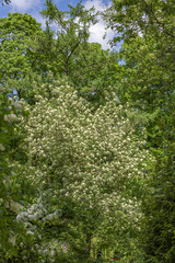 Fototapeta premium Lilac bush branches with green leaves and bright blossoming flowers
