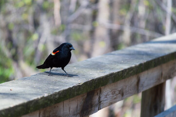 Red Wing Black Bird Sitting On A Fence
