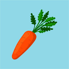 fresh carrots with green leaves isolated on a blue background