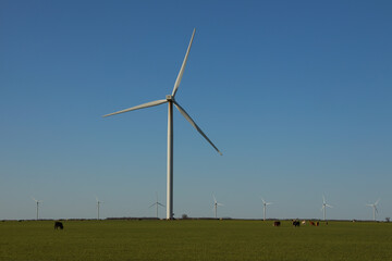 Fototapeta na wymiar White windmills near field of cows