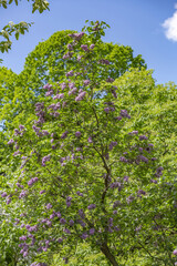 Fototapeta premium Lilac bush branches with green leaves and bright blossoming flowers