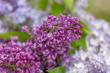 Lilac bush branches with green leaves and bright blossoming flowers