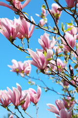 Spring floral background. Beautiful light pink magnolia flowers in soft light. Selective focus 