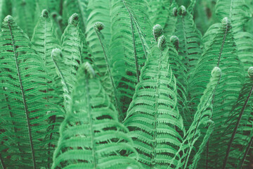 Fern leaves. Ferns plants in forest. Fresh green tropical foliage. Organic nature background. Rainforest jungle landscape. Green plants nature wallpaper.	
