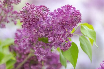 Lilac bush branches with green leaves and bright blossoming flowers