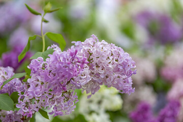 Obraz premium Lilac bush branches with green leaves and bright blossoming flowers