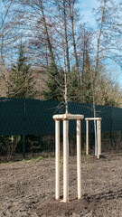 neu gepflanzte Bäume