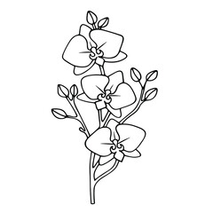 Orchid branch with flowers. Black and white vector outline drawing. Vector illustration. Isolated on a white background.