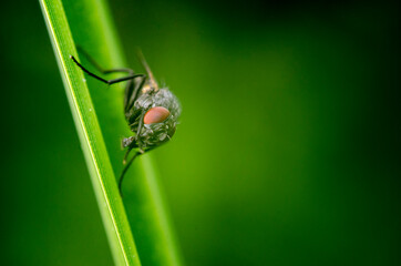 fly on leaf