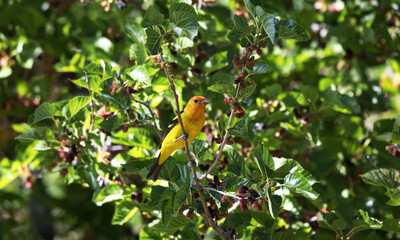 Bright glow of Western Tanager in mulberry tree in Arizona in American Southwest