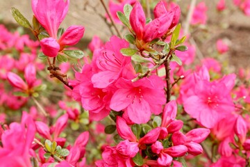 Fototapeta na wymiar A pink Azalea Bush in the garden 