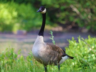 Canadian Goose