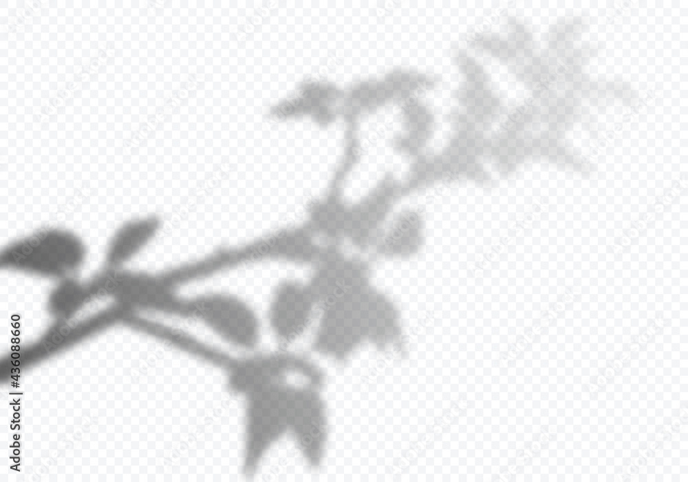 Aufkleber Vector Transparent Shadow of Bloom Tree Branch with Leaves. Decorative Design Element for Presentations and Mockups. Creative Overlay Effect