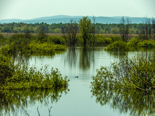 water surface, vegetation and coot duck on the Shapshugskoye reservoir in the foothills of the Western Caucasus, southern Russia with low mountains in the distance Sunny spring day
