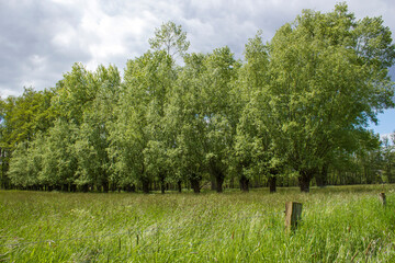 Salix caprea - willow grove - obrazy, fototapety, plakaty