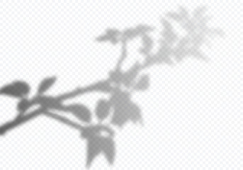 Vector Transparent Shadow of Bloom Tree Branch with Leaves. Decorative Design Element for Presentations and Mockups. Creative Overlay Effect
