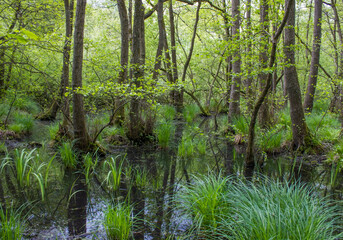 Old Rhine - German countryside landscape, Lower Rhine Region, Germany