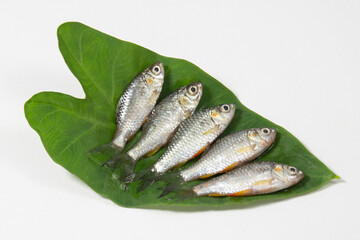 swamp barb or Puthi of Bangladesh on arum leaf in studio. The swamp barb or chola barb, Puntius...