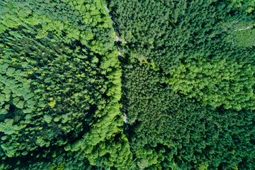 Green forest, aerial view. Nature landscape of pine trees, bird eye view. Beautiful background of summer forest