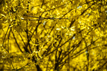 Bright yellow flowering of Forsythia- shrub from family of Olives (Oleaceae). Most forsythia...