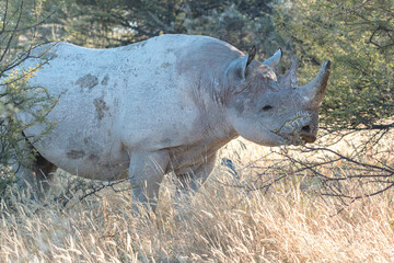 black rhino standing in bushes