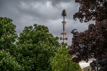 Obraz premium may pole in the park - Maibaum Österreich Salzburg Austria