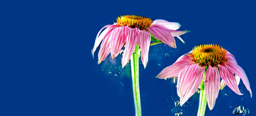 flower in water a macro photo