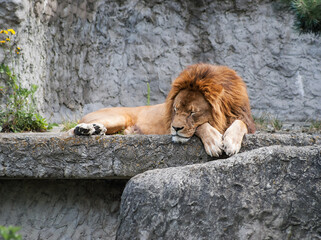 adult lion is sleeping